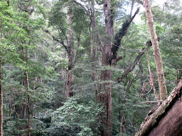 HA GIANG - DONG VAN KARST PLATEAU - DU GIA